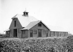 Piggery, [between 1920 and 1939]